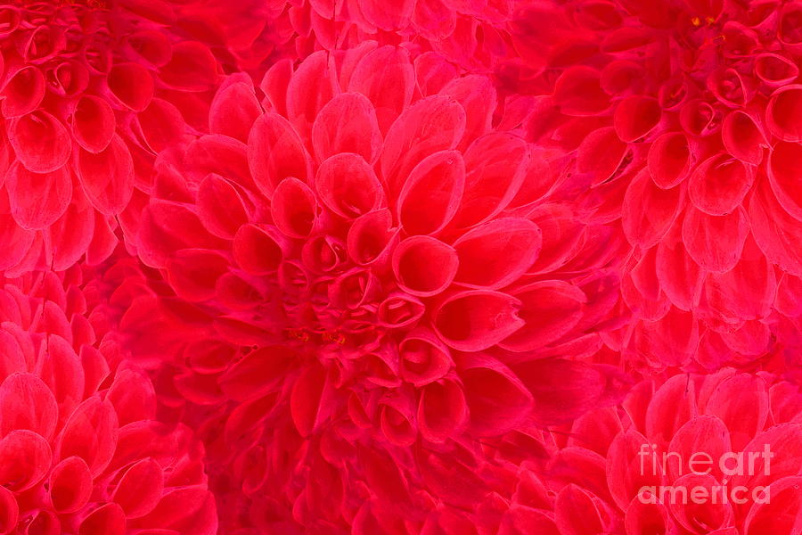 Great Big Red Dahlia and Friends Photograph by Sea Change Vibes