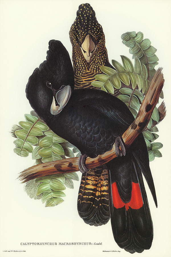 John Gould Drawing - Great-billed Black Cockatoo, Calyptorhynchus macrorhynchus by John Gould