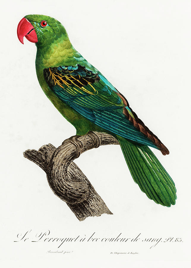 Great-Billed Parrot Mixed Media by World Art Collective