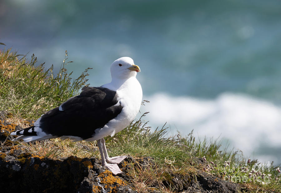 Wildlife Photograph - Great Black-Backed Gull by Eva Lechner