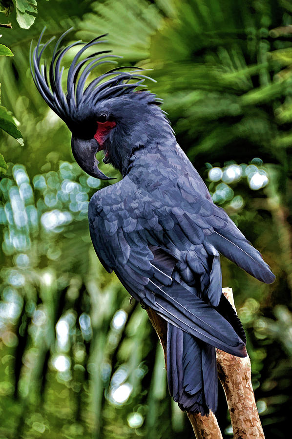 Great Black Cockatoo Digital Art by Sergio Mazza - Pixels