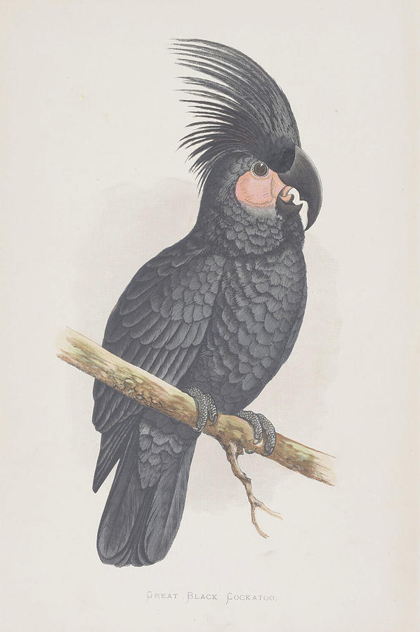 Great Black Cockatoo c. 1884 Digital Art by Kim Kent