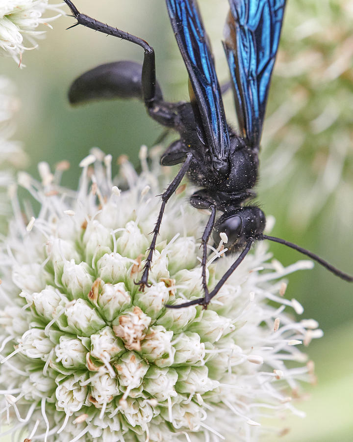 Great Black Wasp Photograph by Jim Hughes
