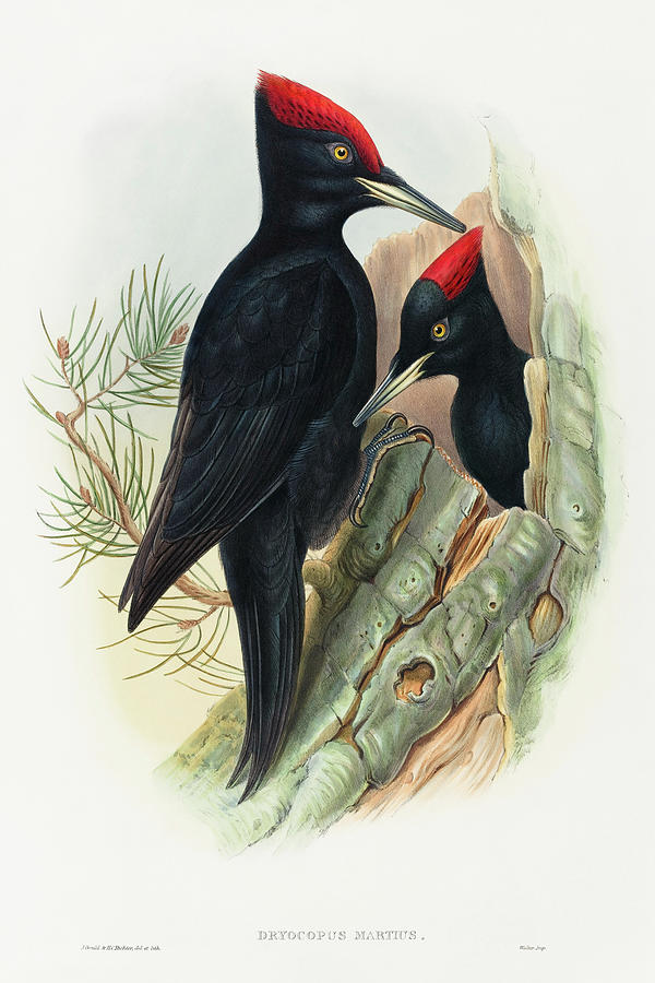 John Gould Drawing - Great Black Woodpecker, Dryocopus martius by John Gould