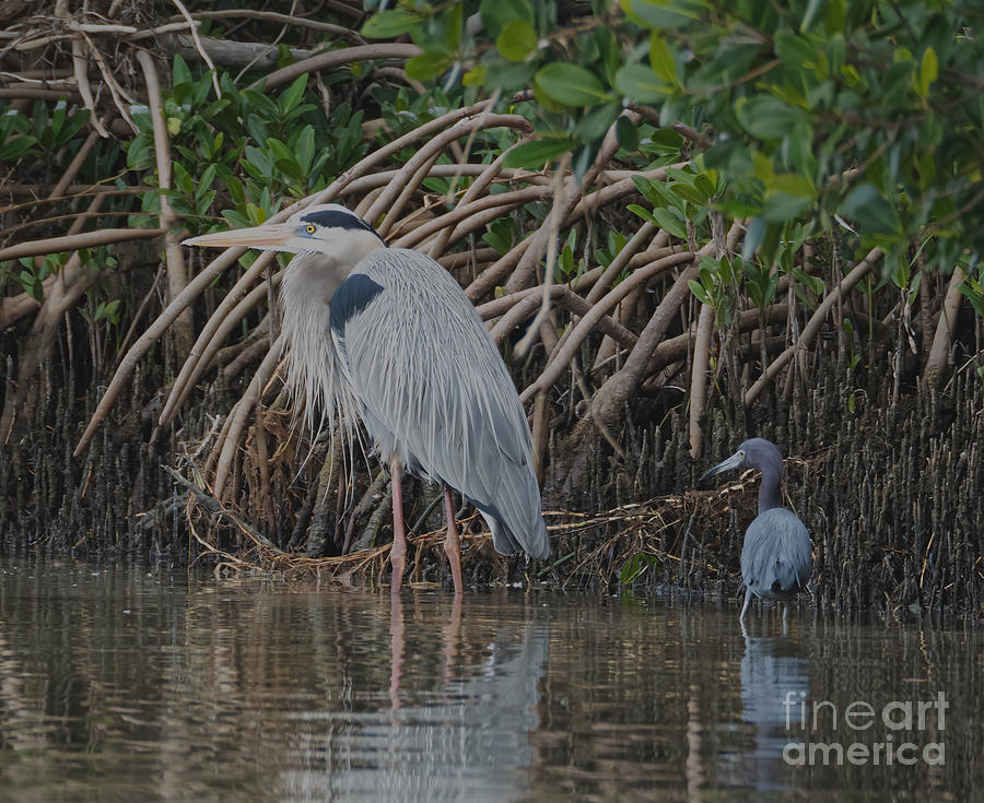 Great blue and Little Blue Heron at Honey Moon Island State Park Photograph by L Bosco