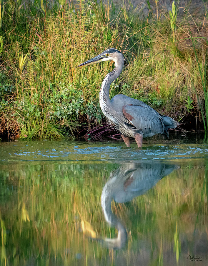 Great Blue At The Fishing Pond Photograph