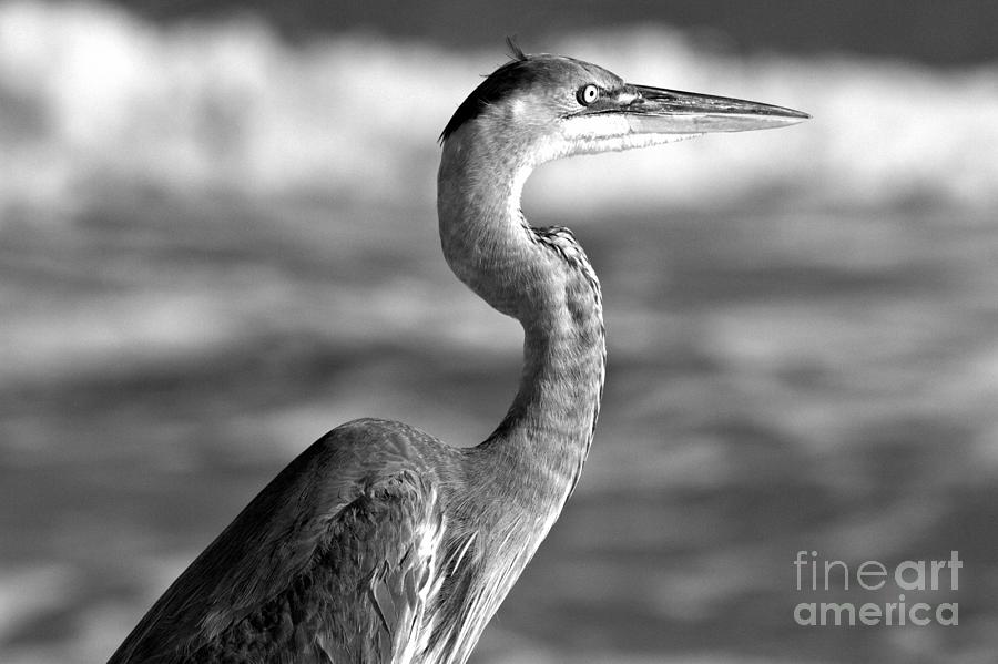 Great Blue Gazing At The Ocean Black And White Photograph by Adam Jewell