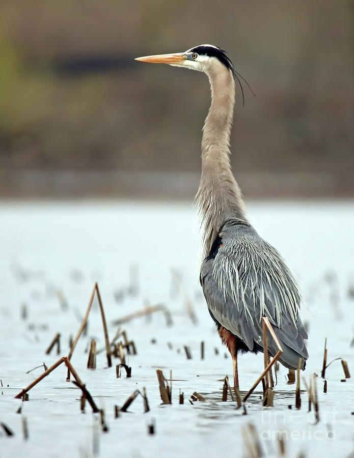 Great Blue Heron 05, Indiana Photograph by Steve Gass - Fine Art America