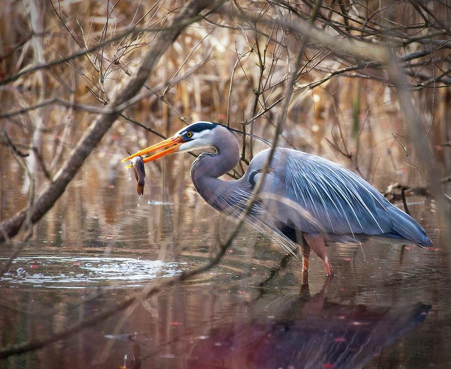 Heron Photograph - Great Blue Heron #1 by Matthew Adelman