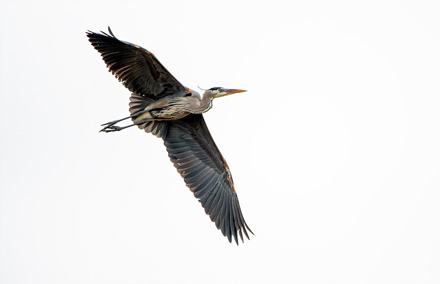 Great Blue Heron 10 Photograph by Rick Mosher