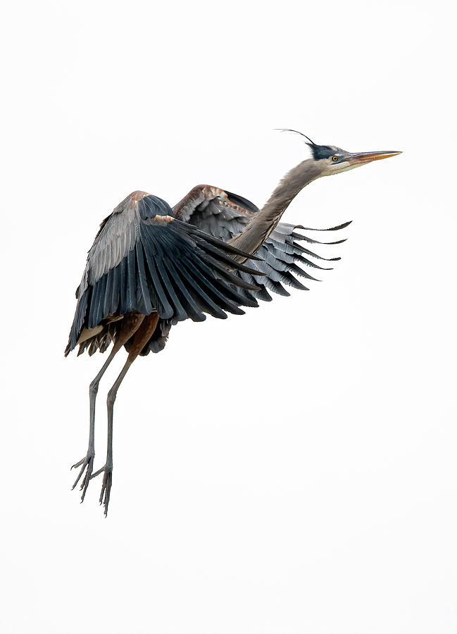 Great Blue Heron 11 Photograph by Rick Mosher