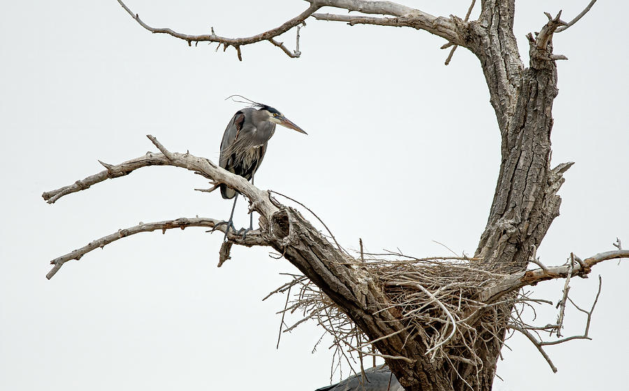 Great Blue Heron 13 Photograph by Rick Mosher