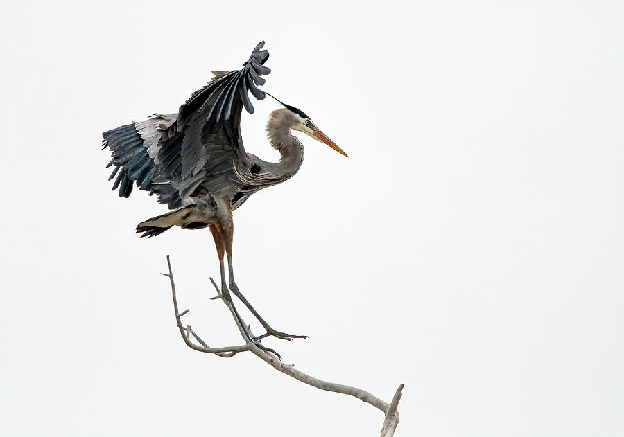 Great Blue Heron 14 Photograph by Rick Mosher