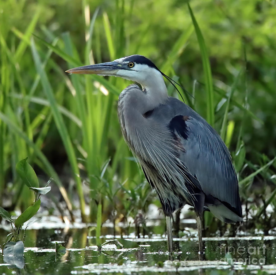 Great Blue Heron 150 Indiana Photograph by Steve Gass - Fine Art America