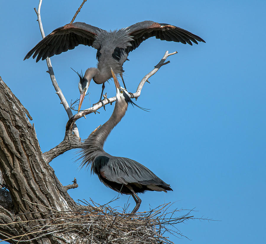 Great Blue Heron 19 Photograph by Rick Mosher