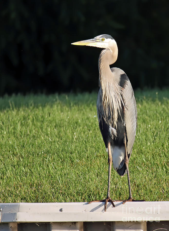 Great Blue Heron 191, Indiana Photograph by Steve Gass