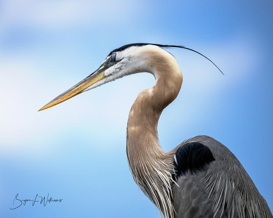 Great Blue Heron #2 Photograph by Bryan Williams