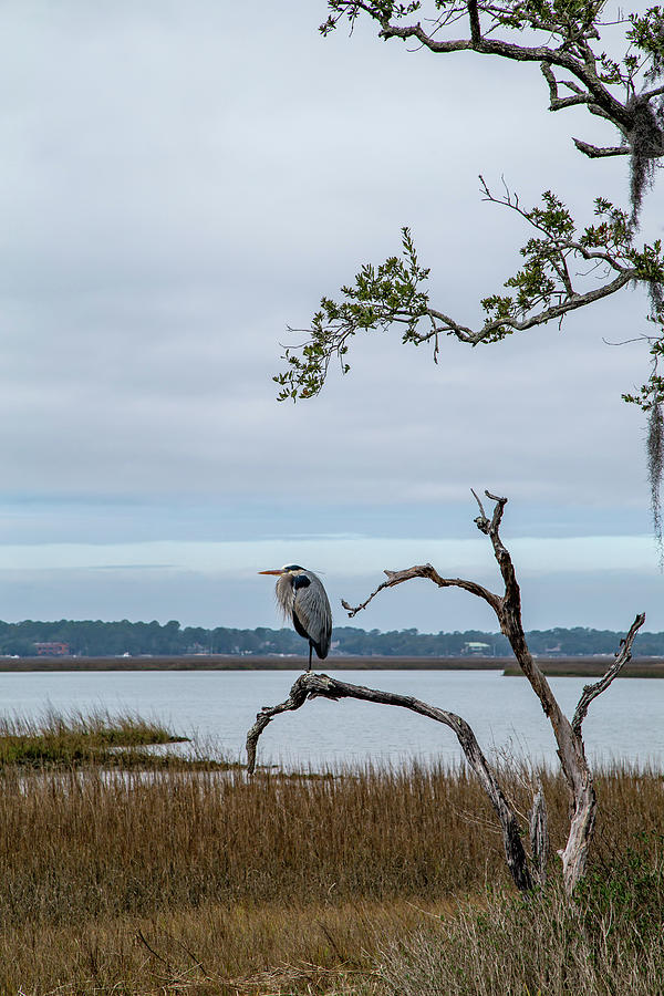 Great Blue Heron 2 Photograph by Cindy Robinson