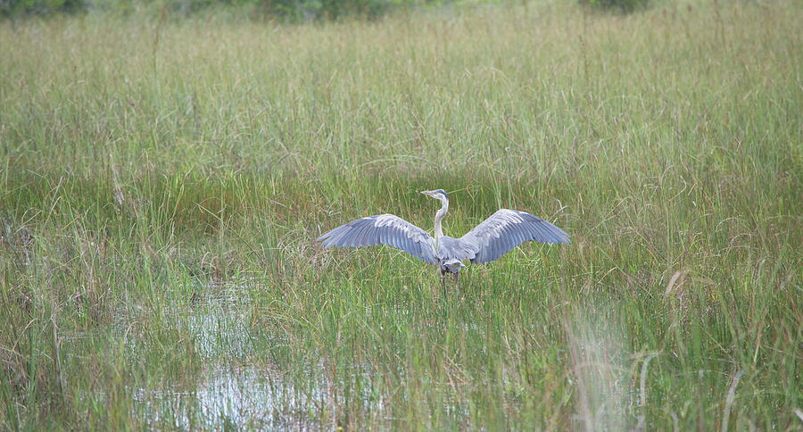 Great Blue Heron 2 Photograph by Deborah M Great Blue Heron 2 Photograph by Deborah M