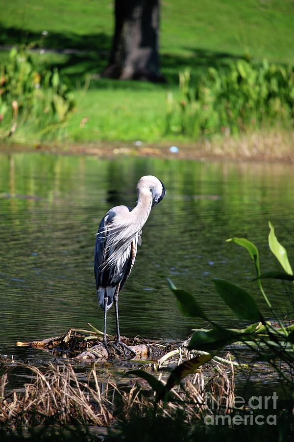 Great Blue Heron #2 Photograph by Philip And Robbie Bracco