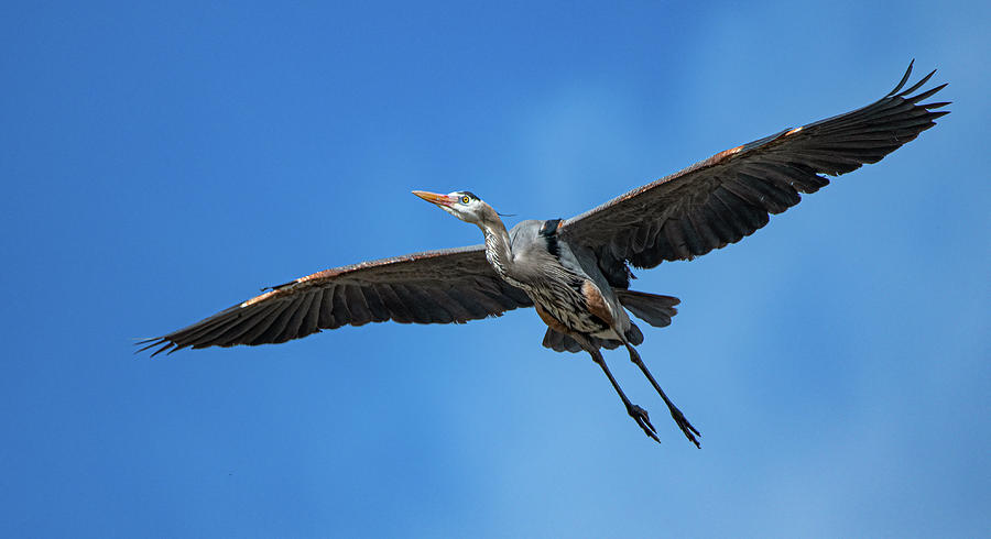 Great Blue Heron 20 Photograph by Rick Mosher