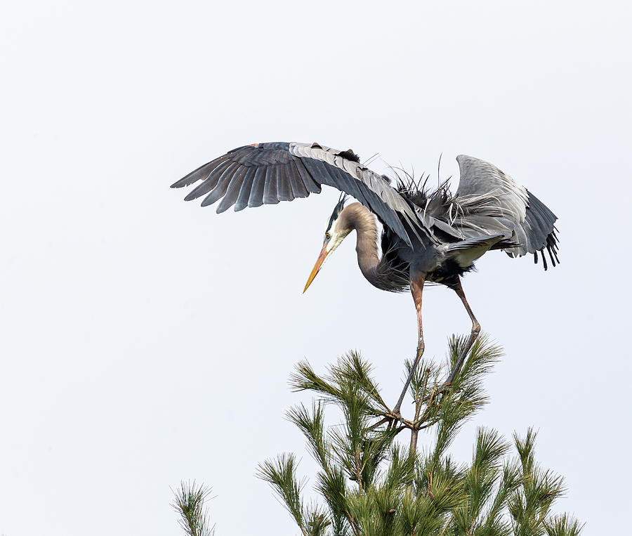 Great Blue Heron 2019-17 Photograph by Thomas Young