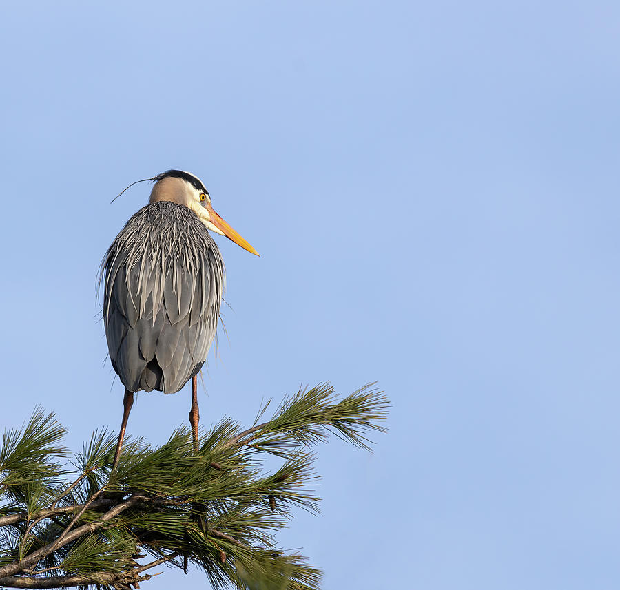 Great Blue Heron 2019-19 Photograph by Thomas Young