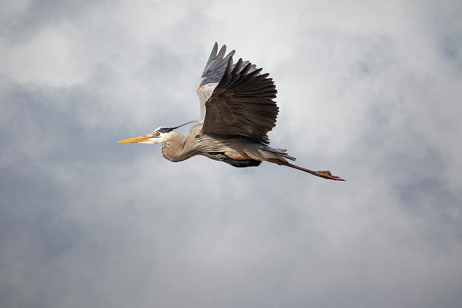 Heron Photograph - Great Blue Heron 2019-25 by Thomas Young