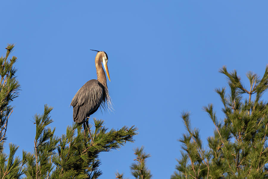 Great Blue Heron 2019-26 Photograph by Thomas Young