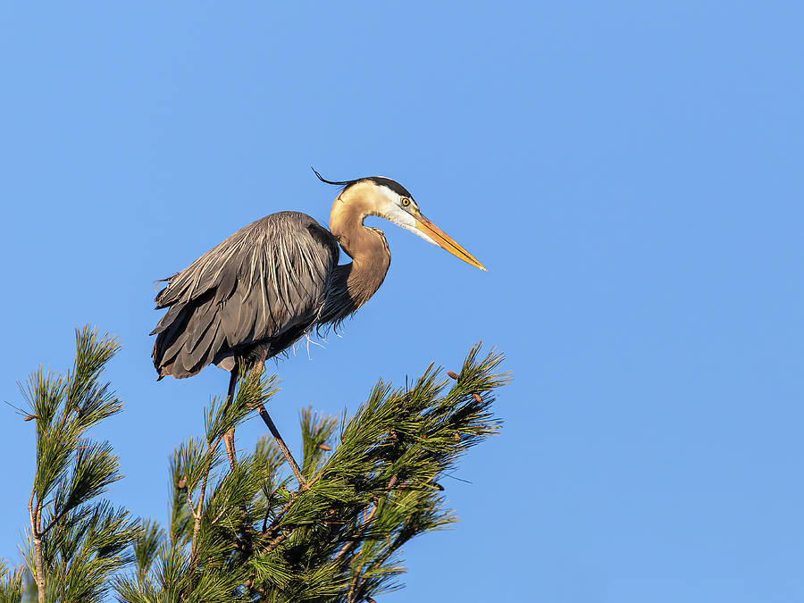 Great Blue Heron 2019-28 Photograph by Thomas Young