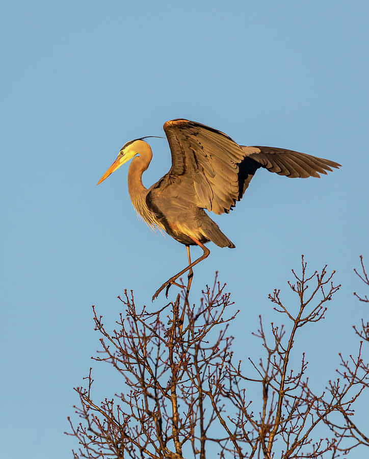 Great Blue Heron 2019-29 Photograph by Thomas Young