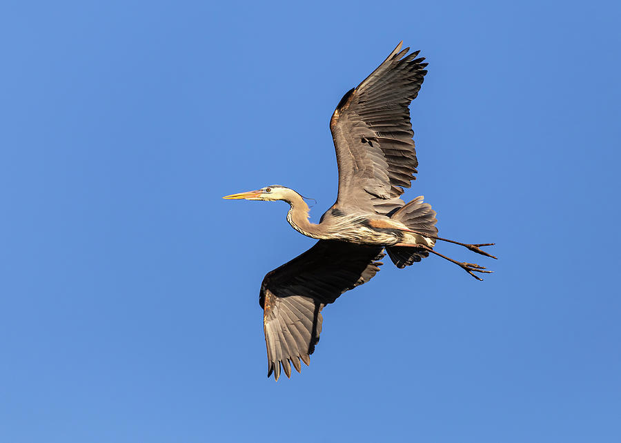 Great Blue Heron 2019-30 Photograph by Thomas Young