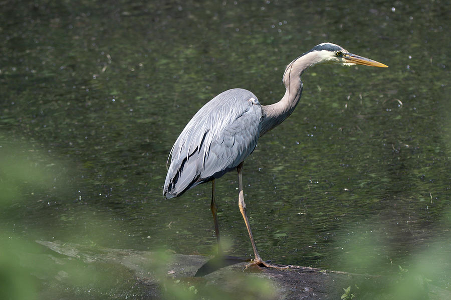 Great Blue Heron 2020 02 Photograph by Judy Tomlinson - Fine Art America