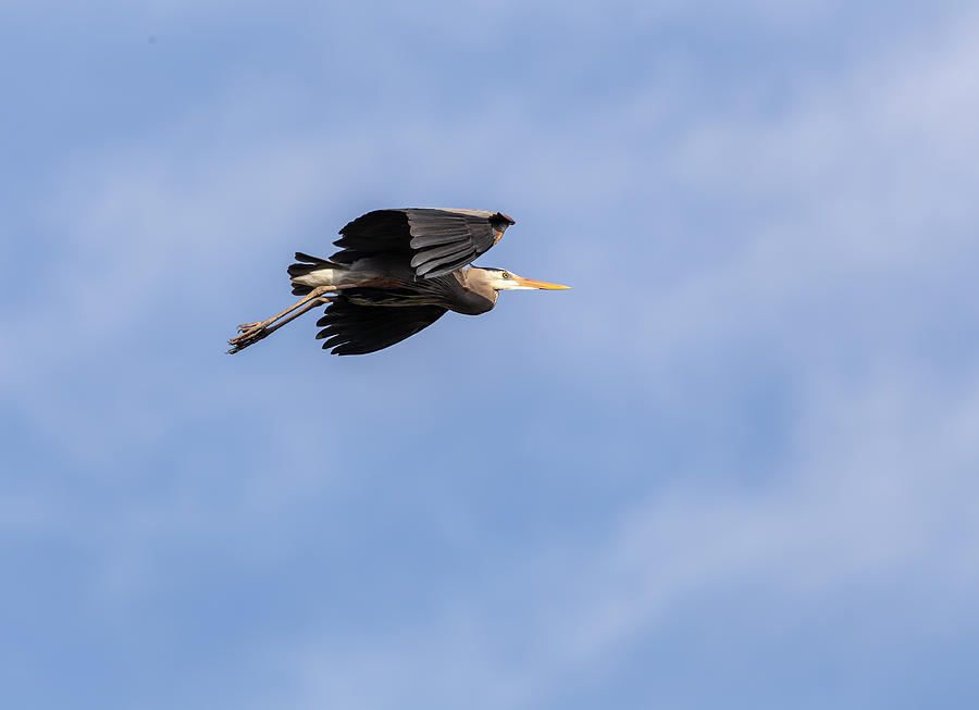 Great Blue Heron 2020-1 Photograph