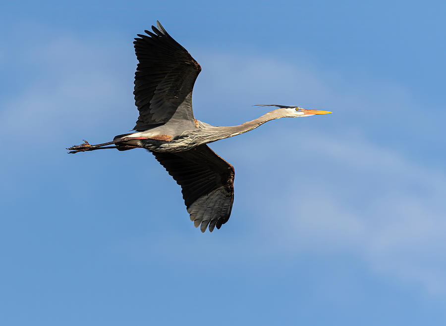 Great Blue Heron 2020-11 Photograph by Thomas Young
