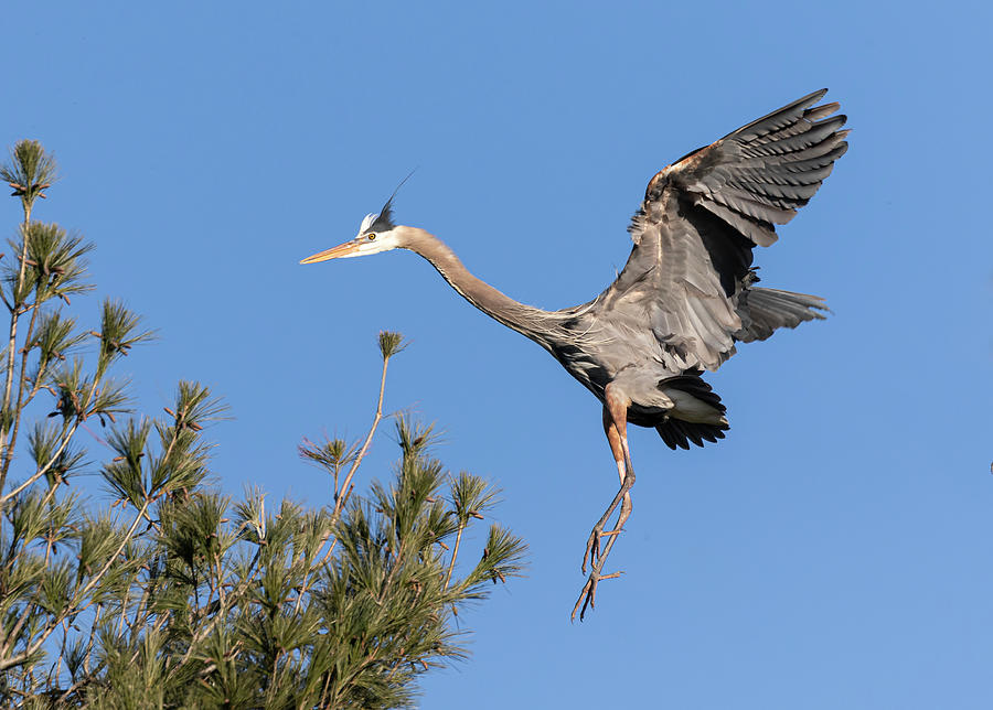 Great Blue Heron 2020-12 Photograph by Thomas Young