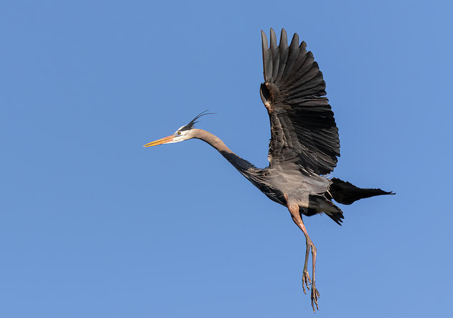 Great Blue Heron 2020-13 Photograph by Thomas Young