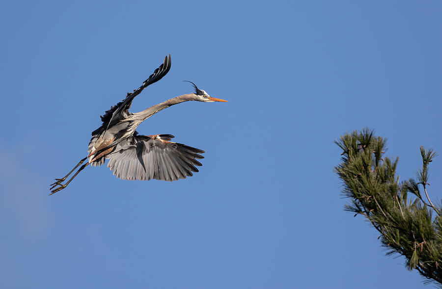 Great Blue Heron 2020-14 Photograph by Thomas Young