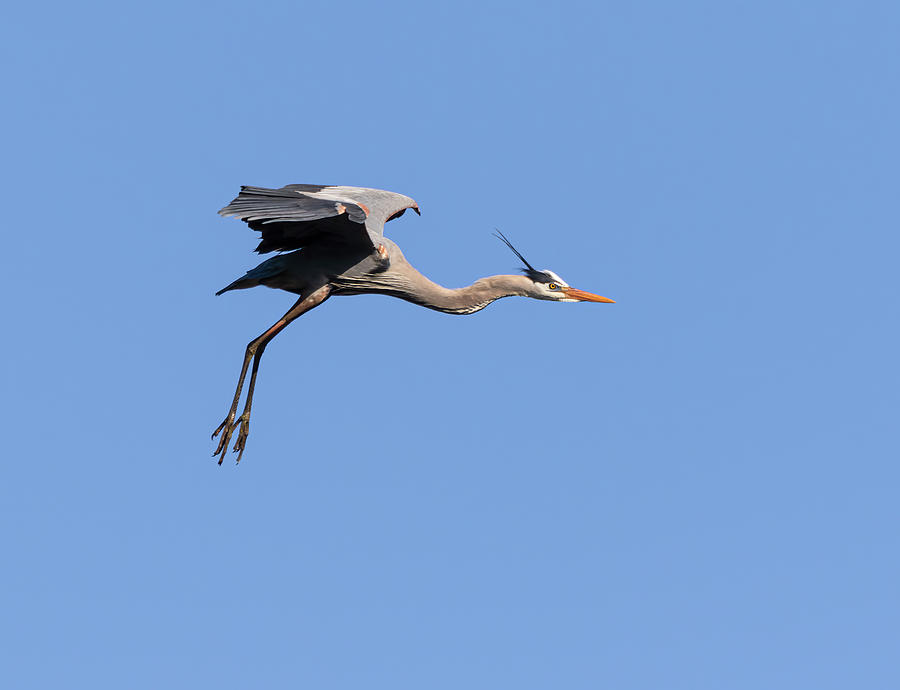 Great Blue Heron 2020-15 Photograph by Thomas Young