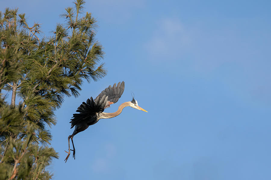 Great Blue Heron 2020-16 Photograph by Thomas Young