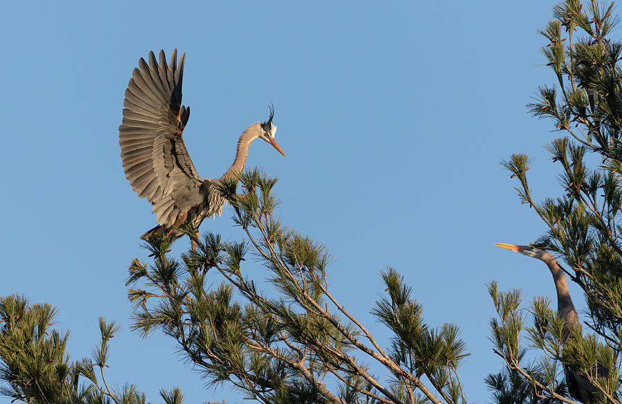 Great Blue Heron 2020-17 Photograph by Thomas Young