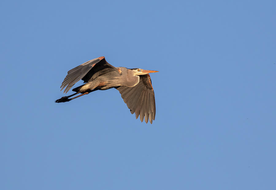 Great Blue Heron 2020-18 Photograph by Thomas Young