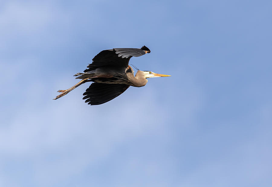 Heron Photograph - Great Blue Heron 2020-2 by Thomas Young