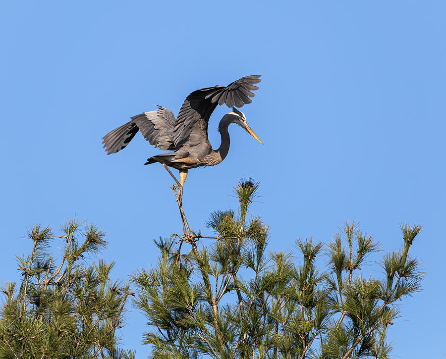 Great Blue Heron 2020-4 Photograph by Thomas Young