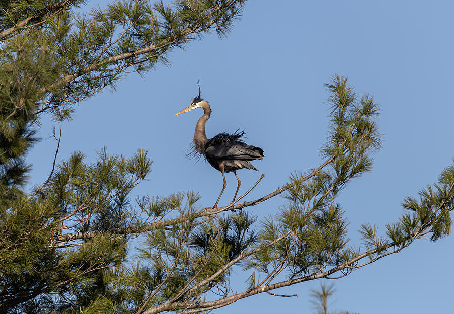 Great Blue Heron 2020-5 Photograph by Thomas Young