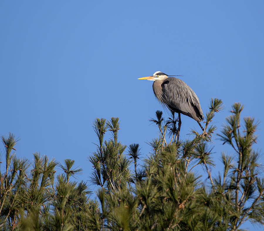 Great Blue Heron 2020-7 Photograph by Thomas Young