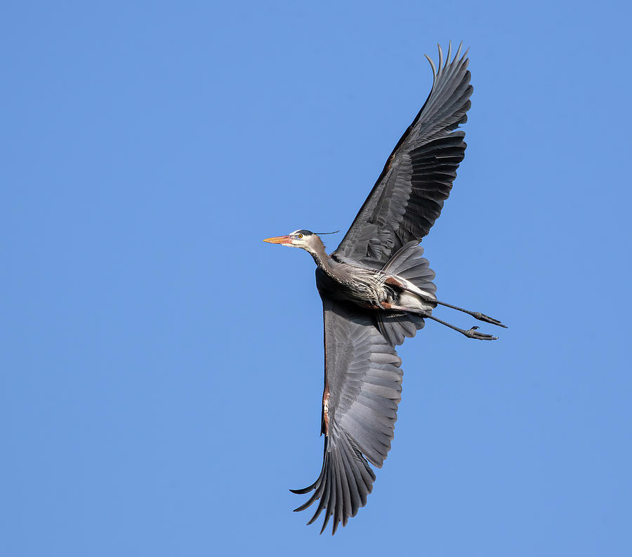 Great Blue Heron 2020-8 Photograph by Thomas Young