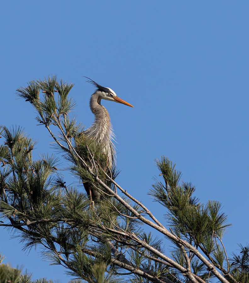 Great Blue Heron 2020-9 Photograph by Thomas Young