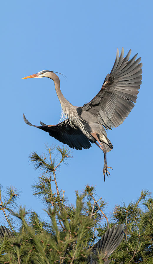 Nature Photograph - Great Blue Heron 2021-1 by Thomas Young
