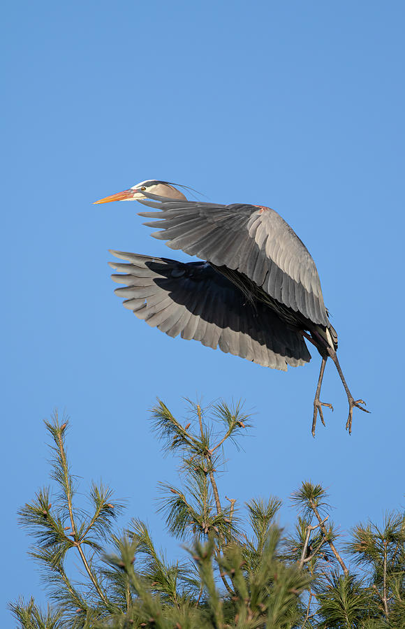 Great Blue Heron 2021-2 Photograph by Thomas Young